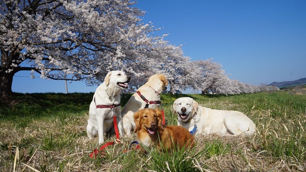 わんこの花見