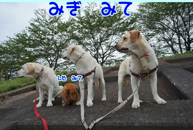 ４わんこ