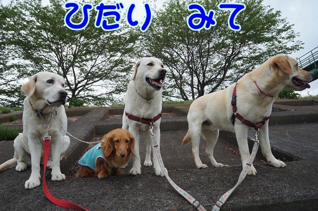 ４わんこ