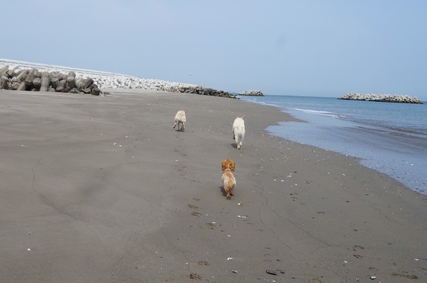 海