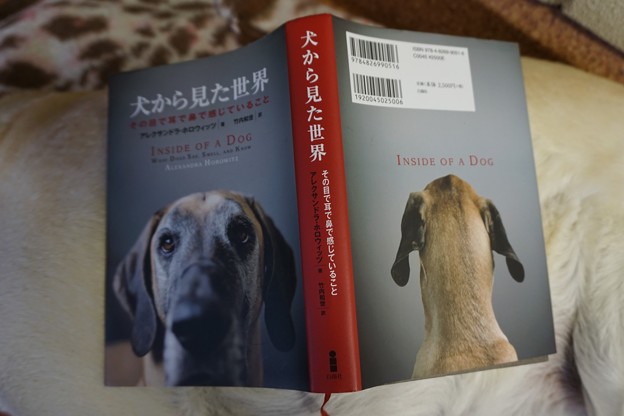 雨降り日は犬の本