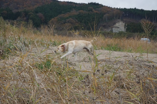 ふう太とセブン