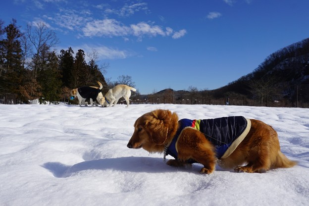雪のラン