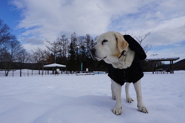 雪のラン