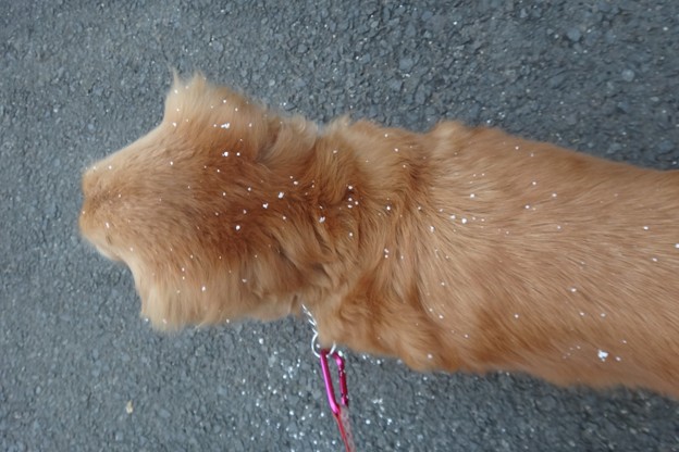 ちらちら雪