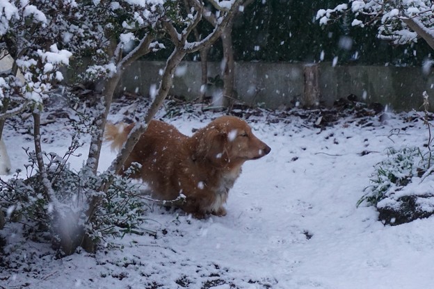 雪の朝