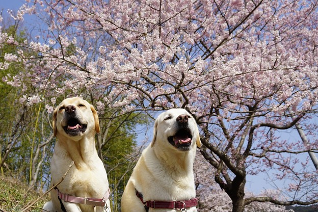 開花宣言の日