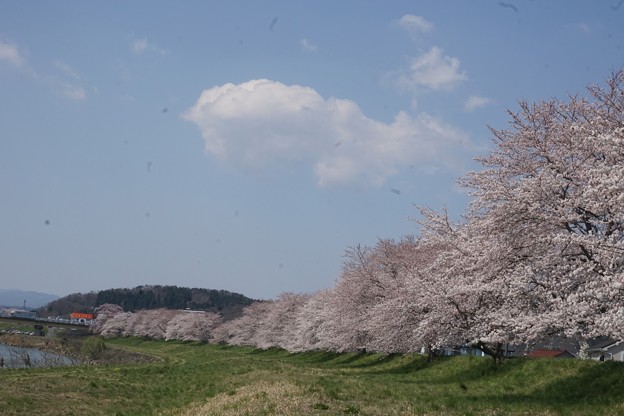 さくら回廊