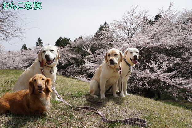 桜とわんこ家族