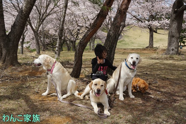 桜とわんこ家族