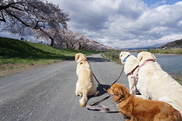 花びら舞います