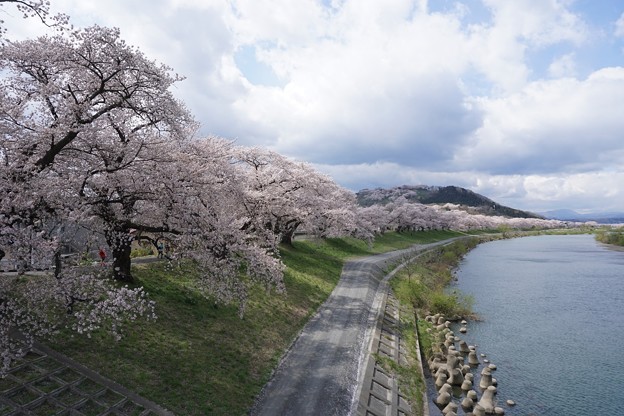 花びら舞います