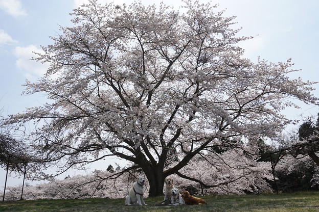 お山の桜