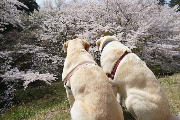 お山の桜