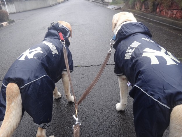 雨です