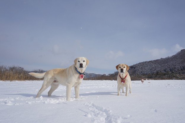 雪の原っぱ