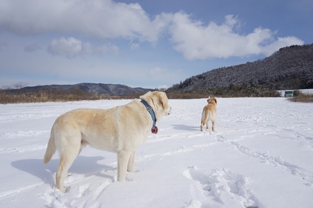 雪の原っぱ