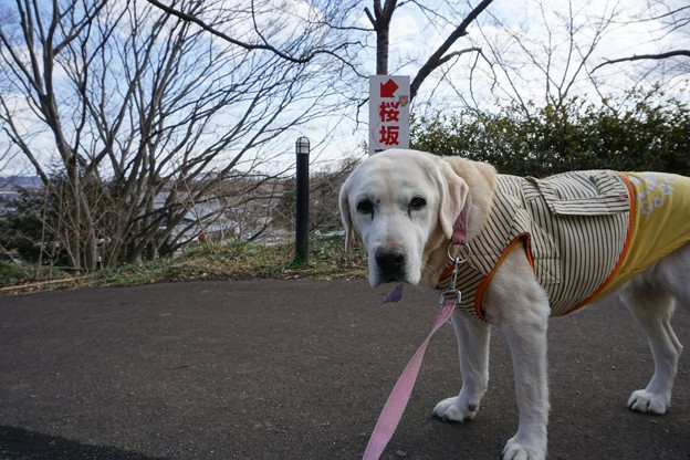 公園散歩