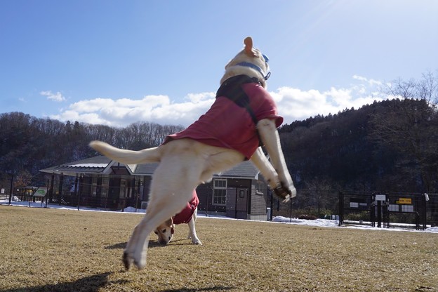 ふう太