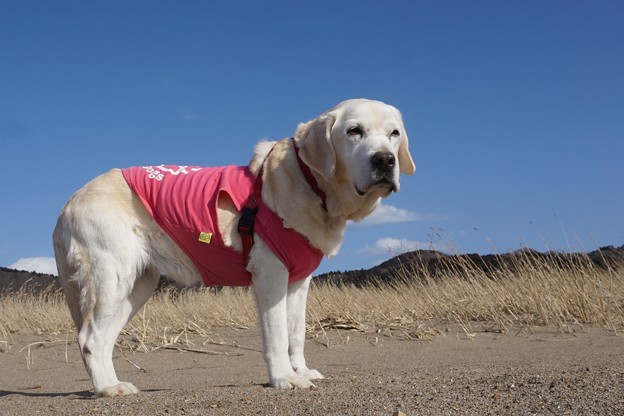 空と犬
