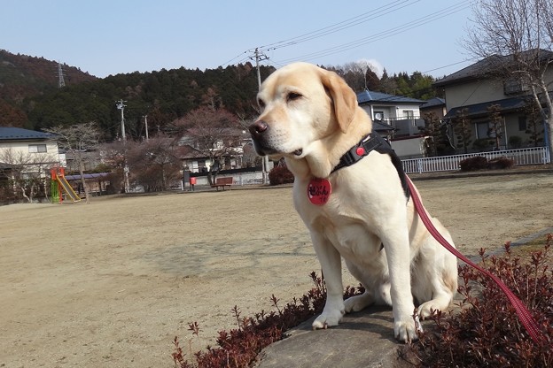 朝散歩
