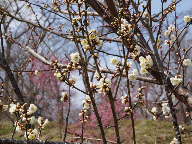 花のお山へ