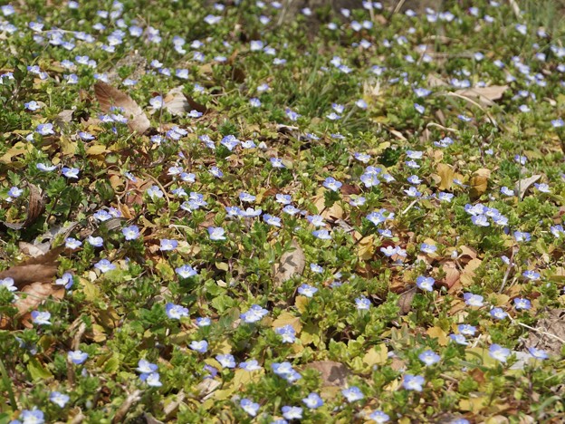 花のお山へ