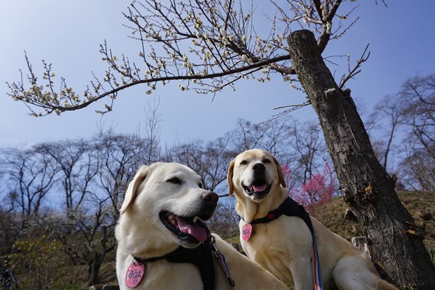 花のお山へ