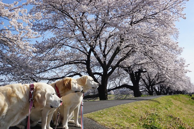 桜回廊