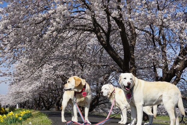 桜回廊