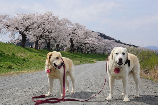 桜と兄弟