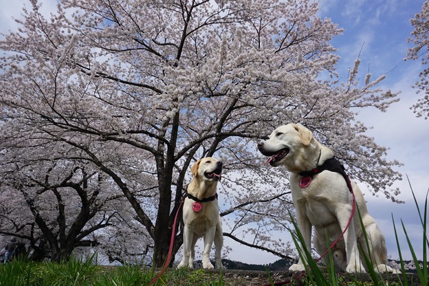 桜と兄弟