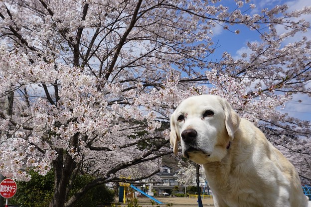 桜わんこ
