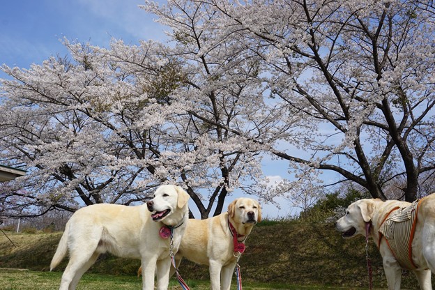 ２０１８　最後のお花見