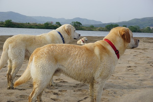 河原犬