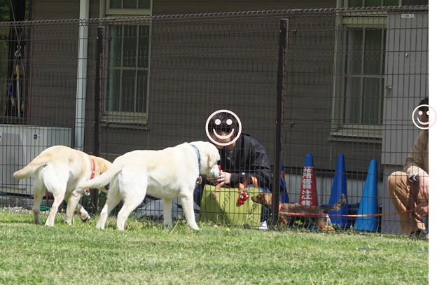 ドッグラン