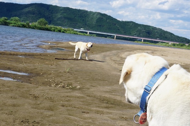 夏日の河原