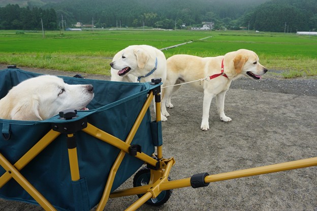 親子わんこ