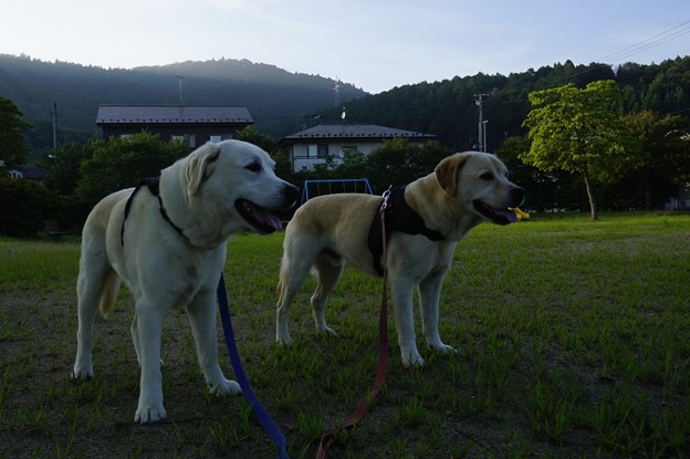 夕散歩