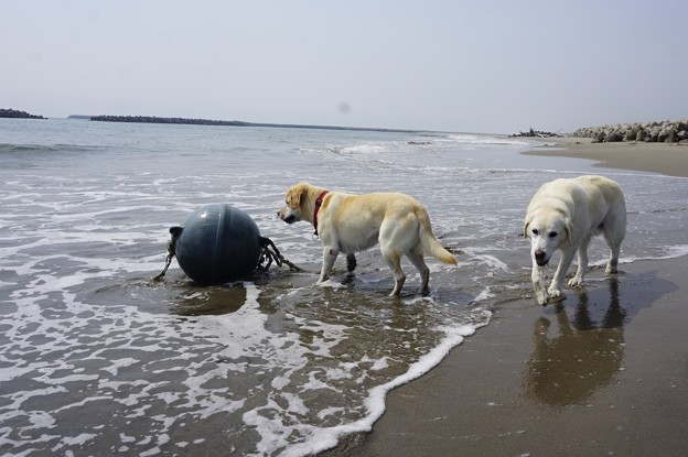 海