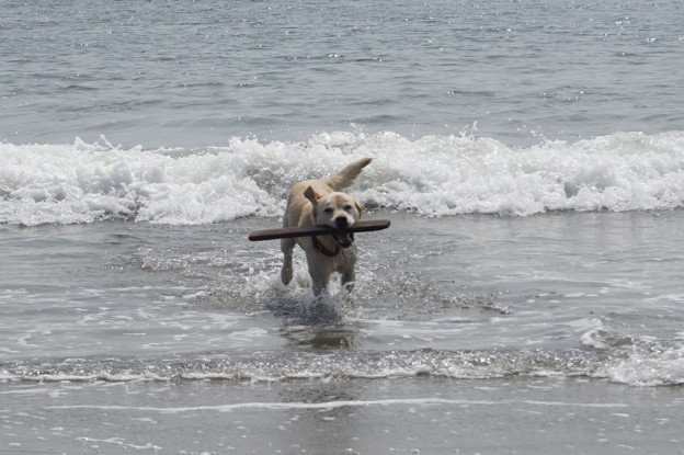 海