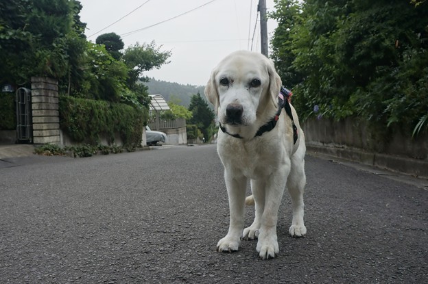 朝
