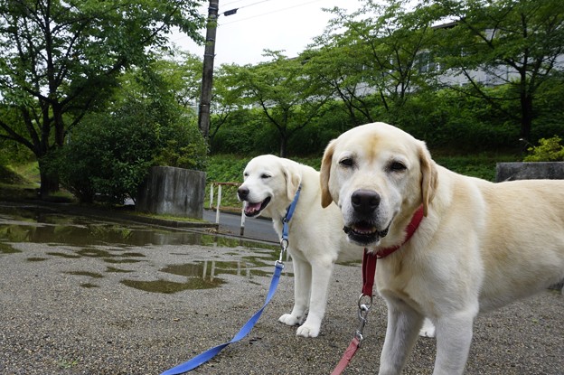 雨のやみ間に