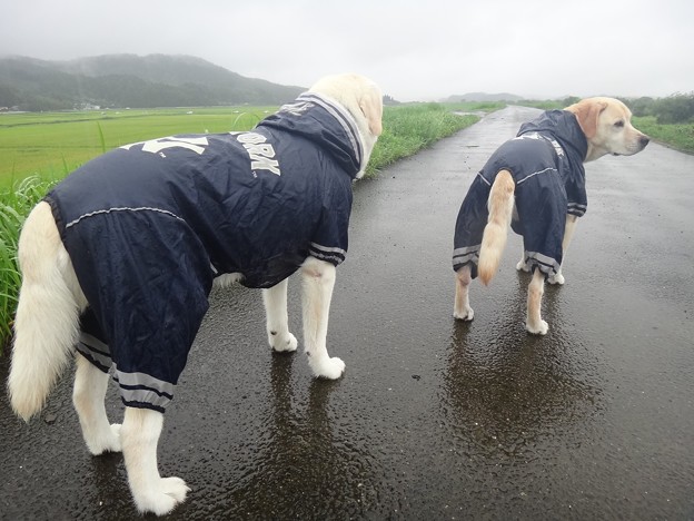 ヤンキース