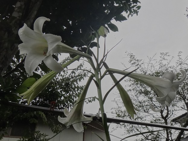 百合