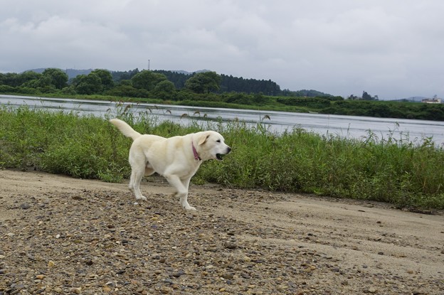 川原で放牧
