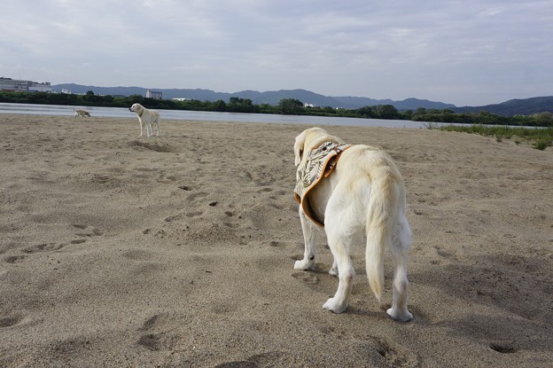 親子で川原へ