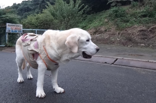 夕散歩