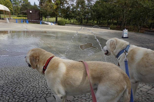 湖畔公園