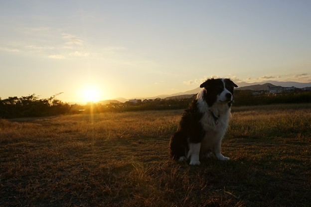 夕日